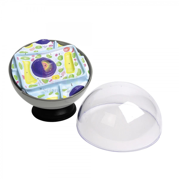 Model Plant Cell